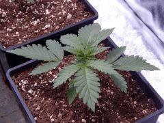 Opium Paradise seeds P  (4)