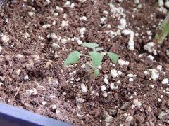 Opium Paradise Seeds squat