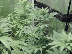 Paradise Seeds Opium pistils (4)