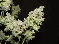 Opium Paradise Seeds Cut (31).JPG