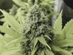 Paradise Seeds Opium détails (5)