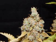 Flo80 cut2  Opium Paradise Seeds (33)