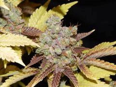 Flo80 cut2  Opium Paradise Seeds (25)