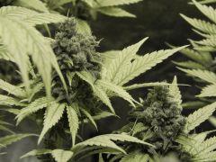 Paradise Seeds Opium Flo 60 (38)