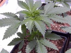 Opium Paradise Seeds R (2)