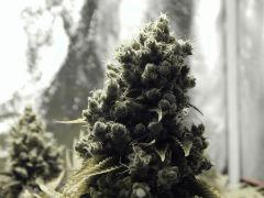 Paradise Seeds Flo68 (11)