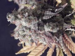 Flo80 cut2  Opium Paradise Seeds (13)