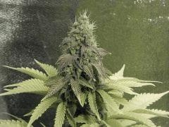 Paradise Seeds Opium Flo middle (19)