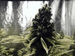 Paradise Seeds Opium Flo 64 (5)