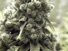 Paradise Seeds Opium Flo 60 (6)