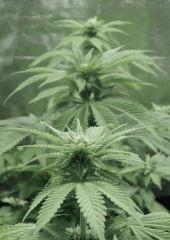 Paradise Seeds Opium pistils (11)