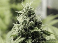 Paradise Seeds Opium Flo middle (9)