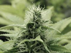 Opium Paradise Seeds  (10)