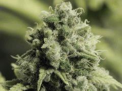 Paradise Seeds Opium Flo50 (23)