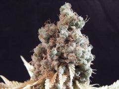 Flo80 cut2  Opium Paradise Seeds (39)