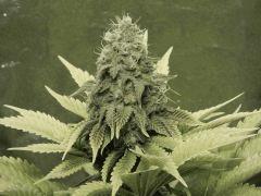 Paradise Seeds Opium Flo middle (18)