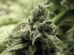 Paradise Seeds Opium Flo50 (14)