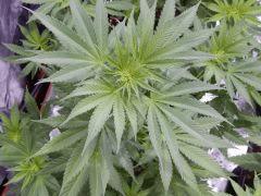 Opium Paradise seeds As (6)
