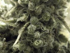 Paradise Seeds Opium Flo 60 (7)