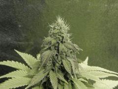 Paradise Seeds Opium (16)