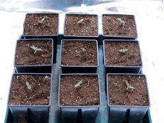 JDC Opium Paradise seeds (3)