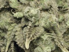 Paradise Seeds Macro (2).JPG