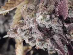 Flo80 cut2  Opium Paradise Seeds (12)