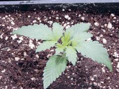 JDC Opium Paradise seeds (5)