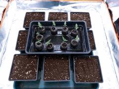 JDC Opium Paradise seeds (2)