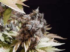 Flo80 cut2  Opium Paradise Seeds (36)