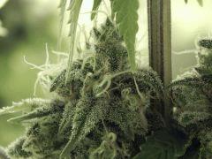 Paradise Seeds Opium Flo middle (12)