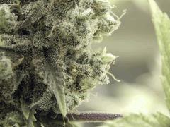 Opium Paradise Seeds (11)