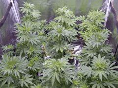 Opium Paradise seeds As (12)