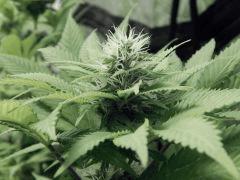 Paradise Seeds Opium (5)