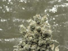 Paradise Seeds Opium  (17)