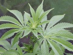 Opium Paradise seeds As (9)