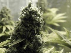 Paradise Seeds Opium Flo 55 (7)