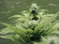 Paradise Seeds Opium Flo (6)