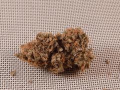 Opium Paradise Seeds Report (13)