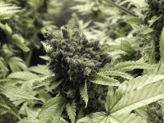 Opium Paradise Seeds (2)