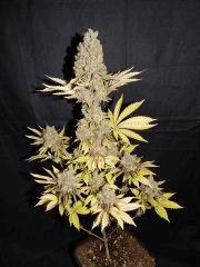Flo80 cut2  Opium Paradise Seeds (18)