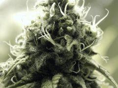 Paradise Seeds Opium Flo middle (7)
