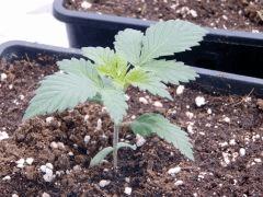 JDC Opium Paradise seeds (7)