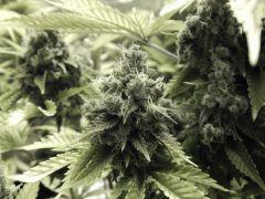 Paradise Seeds Opium Flo 64 (10)