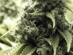 Paradise Seeds Opium Flo50 (13)
