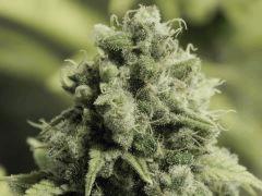 Paradise Seeds Opium Flo50 (22)