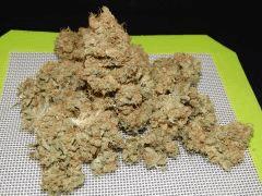 Opium Paradise Seeds Report (11)