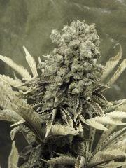 Paradise Seeds Opium  (10)