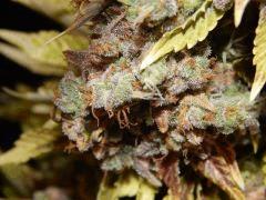 Flo80 cut2  Opium Paradise Seeds (27)