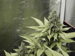 Paradise Seeds Opium Flo 60 (33)